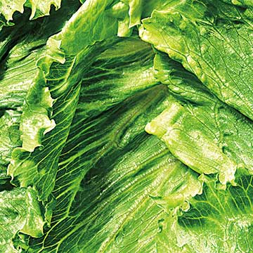 Lechuga Fresca